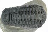 Excellent Phacopid (Morocops) Trilobite - Morocco #216580-1